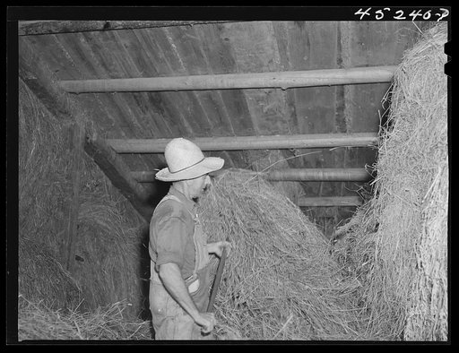 Mr. Silas Butson, FSA (Farm Security Administration) client, loading hay into his barn. Athens, Vermont