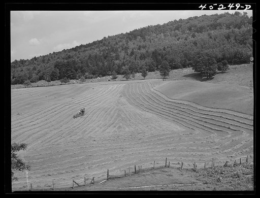 Raking hay with a side delivery rake near Hanover, New Hampshire