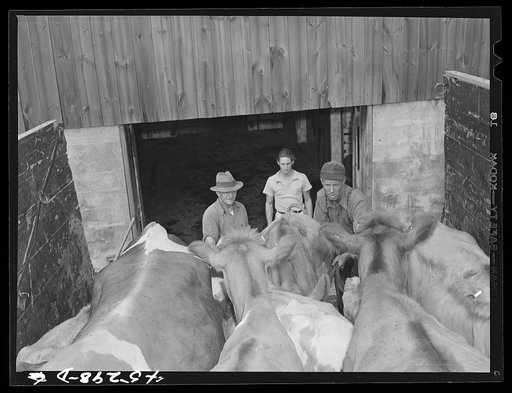 Mr. Warren Loadwick and truckmen moving some of Mr. Loadwick's cows from his farm which is in the Army camp area. With the help of the New York Defense Relocation Corps, he is moving to farm near Copenhagen, New York