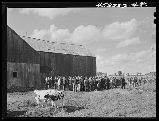 Auctioning off a dairy herd on the Ingalls farm in the Pine Camp expansion area. Near Antwerp, New York