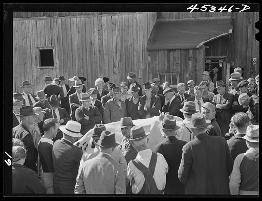 Auctioning off a dairy herd on the Ingalls farm in the Pine Camp expansion area. Near Antwerp, New York