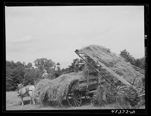 Loading hay on a farm near Rutland, Vermont