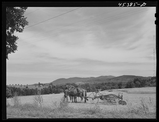 Farmer hitching up horses to a side delivery rake. Near Proctor, Vermont