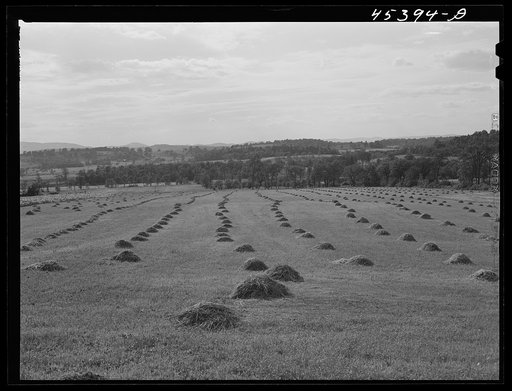 Untitled photo, possibly related to: Tumbles of hay on a farm near Castleton, Vermont