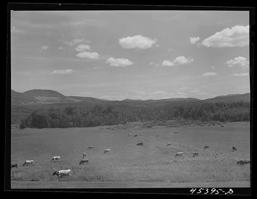 Untitled photo, possibly related to: Cattle grazing in a field near Brandon, Vermont