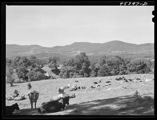 Untitled photo, possibly related to: Rocky pasture near Brandon, Vermont
