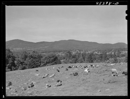 Untitled photo, possibly related to: Rocky pasture near Brandon, Vermont