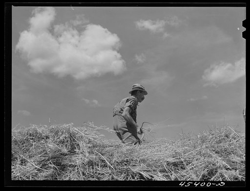 Dairy farmer loading hay on a wagon near Brandon, Vermont