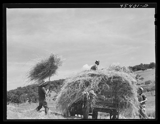 Loading hay on a dairy farm near Brandon, Vermont