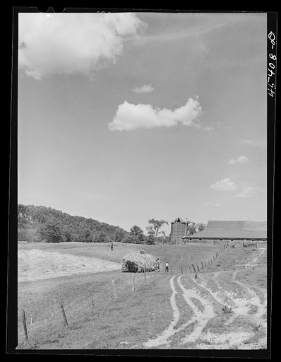 Gathering hay on dairy farm near Brandon, Vermont