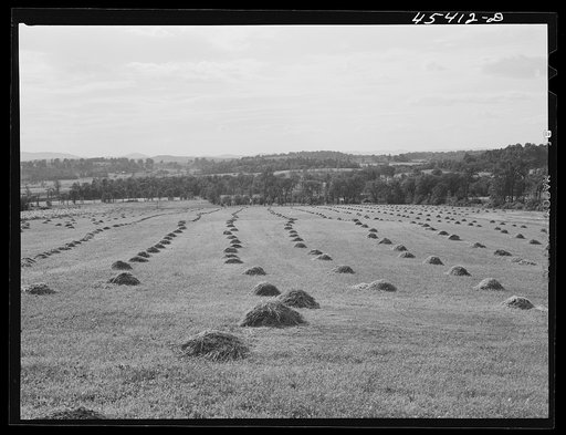 Tumbles of hay on a farm near Castleton, Vermont