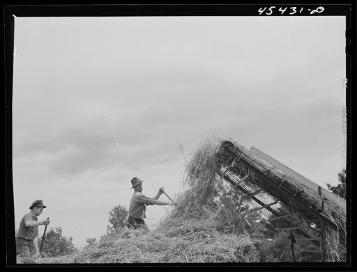 Loading hay with a hay loader on a farm near Castleton, Vermont