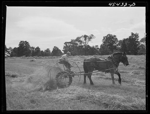Using a drop rake on a dairy farm near Castleton, Vermont