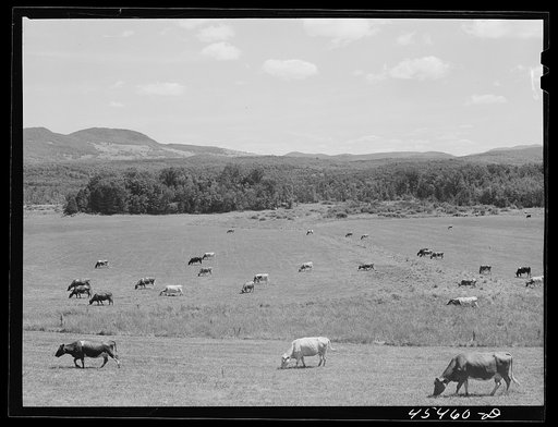 Cattle grazing in a field near Brandon, Vermont