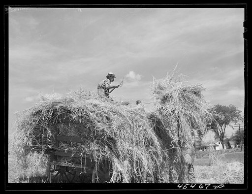 Gathering hay near Brandon, Vermont