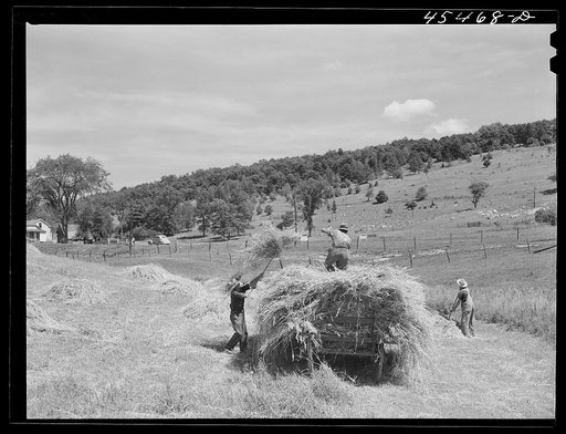 Gathering hay near Brandon, Vermont