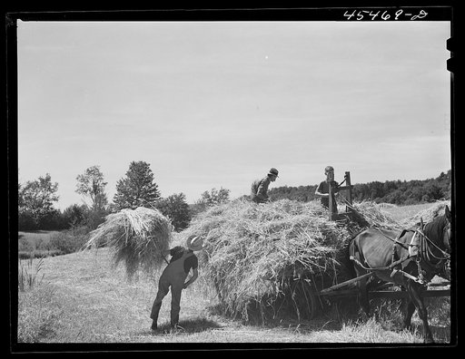Gathering hay near Brandon, Vermont