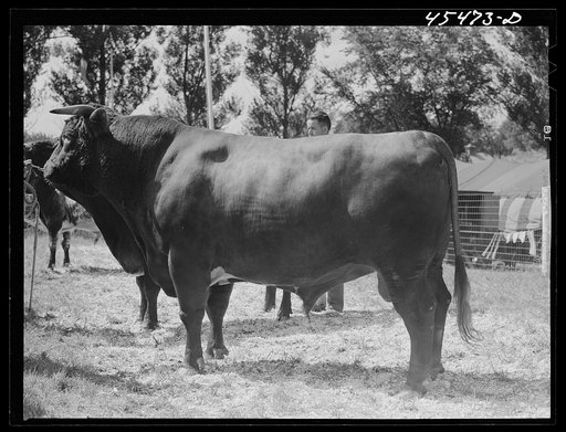 Untitled photo, possibly related to: At the judging of the cattle. The Rutland Fair. Vermont