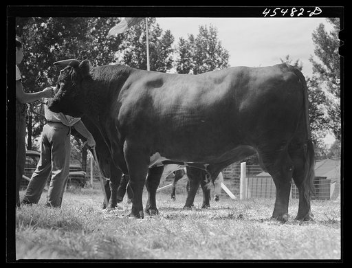 At the judging of the cattle. The Rutland Fair. Vermont