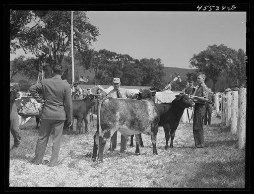 Cattle judging at the Rutland Fair, Vermont