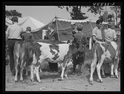 Cattle judging at the Rutland Fair, Vermont