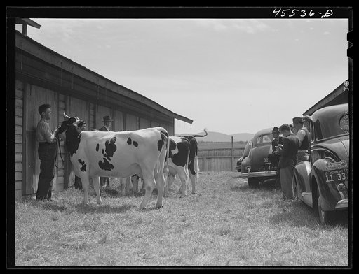 Untitled photo, possibly related to: Judging cattle at the Rutland Fair, Vermont
