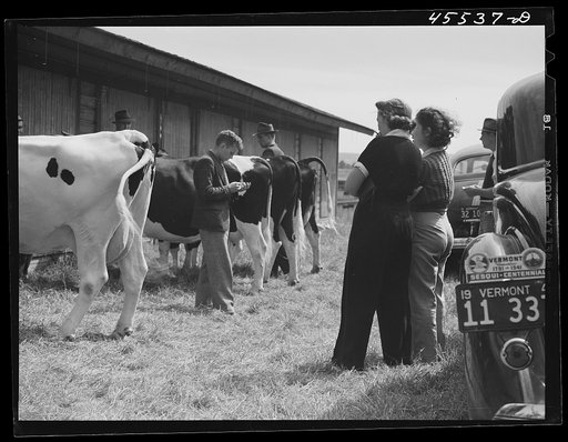 Judging cattle at the Rutland Fair, Vermont