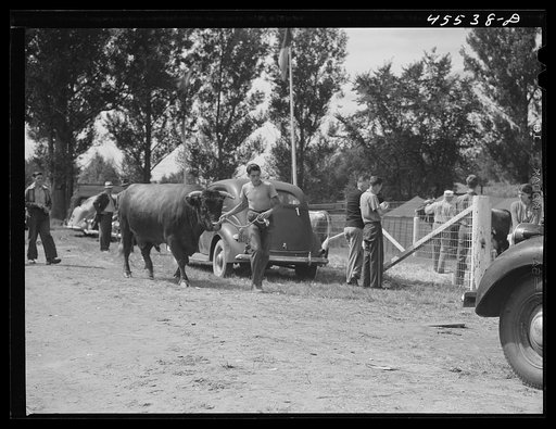Untitled photo, possibly related to: At the judging of the cattle. The Rutland Fair. Vermont