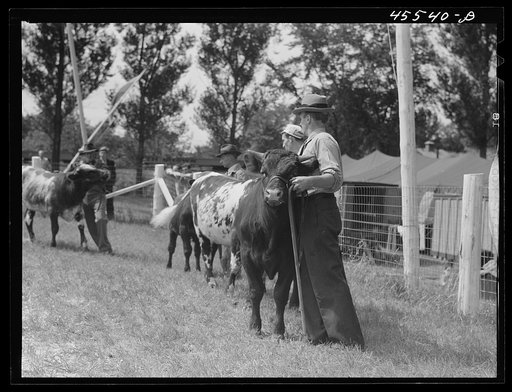Cattle judging at the Rutland Fair, Vermont