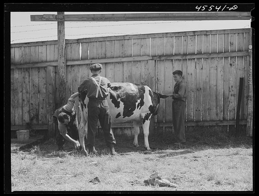 Preparing a Holstein cow for the cattle judging at the Rutland Fair, Vermont