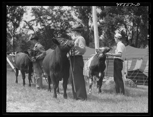 At the cattle judging at the Rutland Fair. Vermont