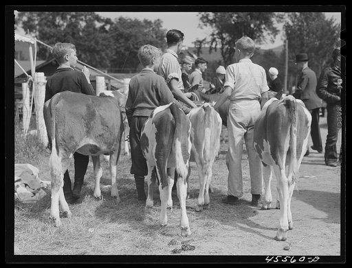 Waiting for the cattle judging at the Rutland Fair. Vermont