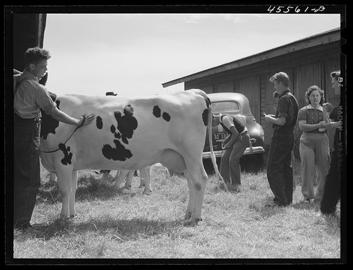 Preparing a cow for the cattle judging at the Rutland Fair. Vermont