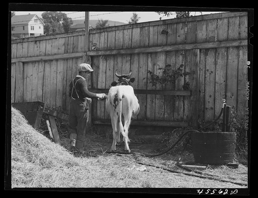 Untitled photo, possibly related to: Preparing a Holstein cow for the cattle judging at the Rutland Fair, Vermont