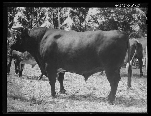 Untitled photo, possibly related to: At the judging of the cattle. The Rutland Fair. Vermont