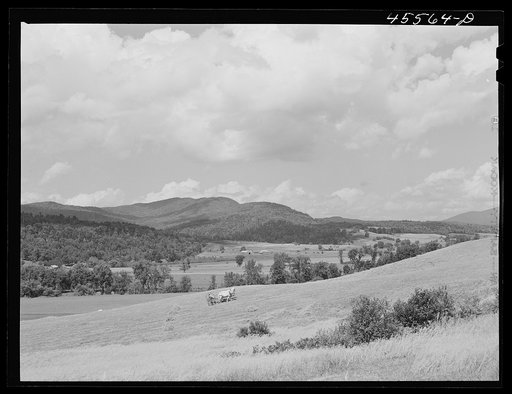 Gathering hay in a field near Cambridge, Vermont