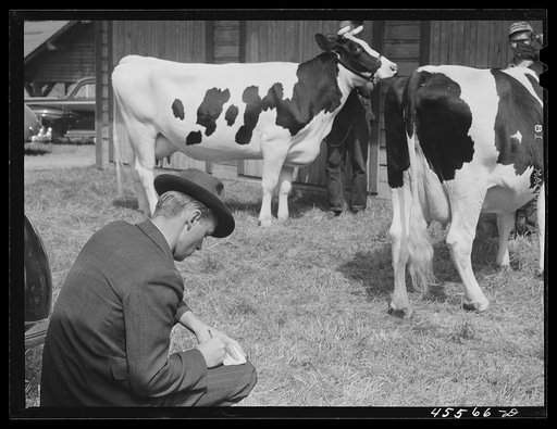 One of the judges at the cattle show, Rutland Fair. Vermont