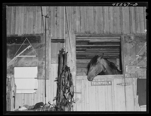 One of the entrants in the sulky races in her stable at the Rutland Fair. Vermont
