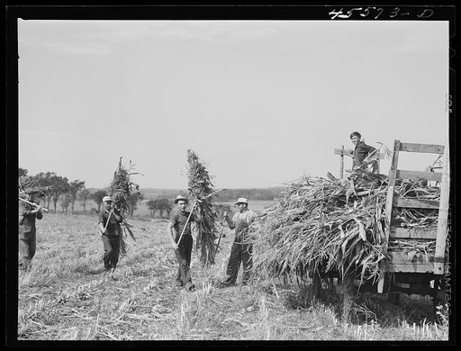 Loading corn on a farm near Sheldon, Vermont