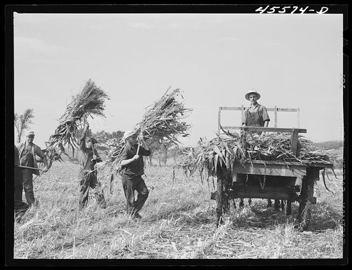 Loading corn on a farm near Sheldon, Vermont