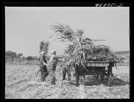 Loading corn on a farm near Sheldon, Vermont