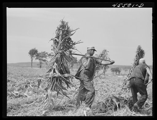 Loading corn on a farm near Sheldon, Vermont