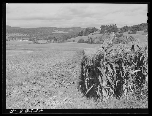 Untitled photo, possibly related to: Field of corn on a farm near Hinesburg, Vermont