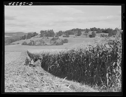 Harvesting corn on a farm near Hinesburg, Vermont