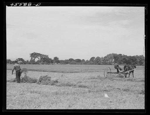 Untitled photo, possibly related to: Raking alfalfa. Grand Isle County, Vermont
