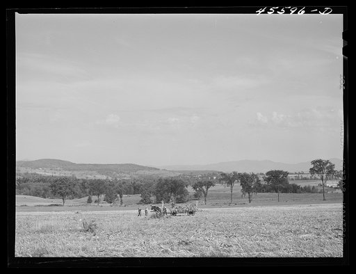 Untitled photo, possibly related to: Loading corn on a farm near Sheldon, Vermont