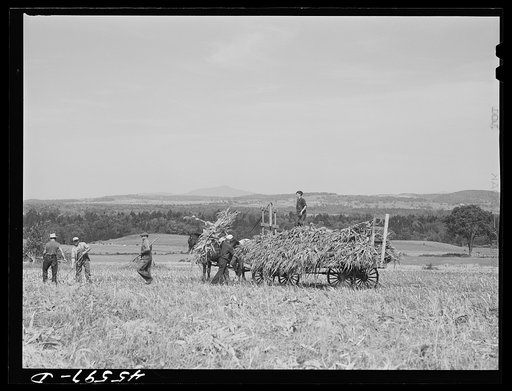Loading corn on a farm near Sheldon, Vermont