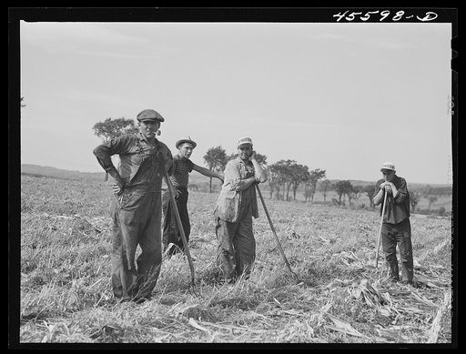 French-Canadian farmers who are gathering corn on a farm near Sheldon, Vermont