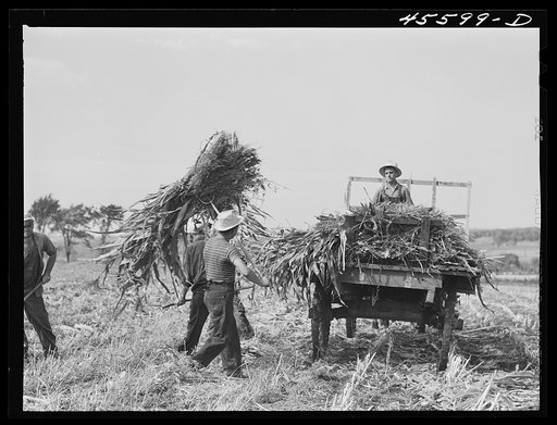 Untitled photo, possibly related to: Loading corn on a farm near Sheldon, Vermont