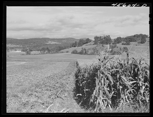 Field of corn on a farm near Hinesburg, Vermont